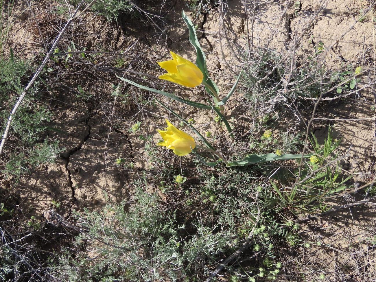 Image of Tulipa kolpakowskiana specimen.