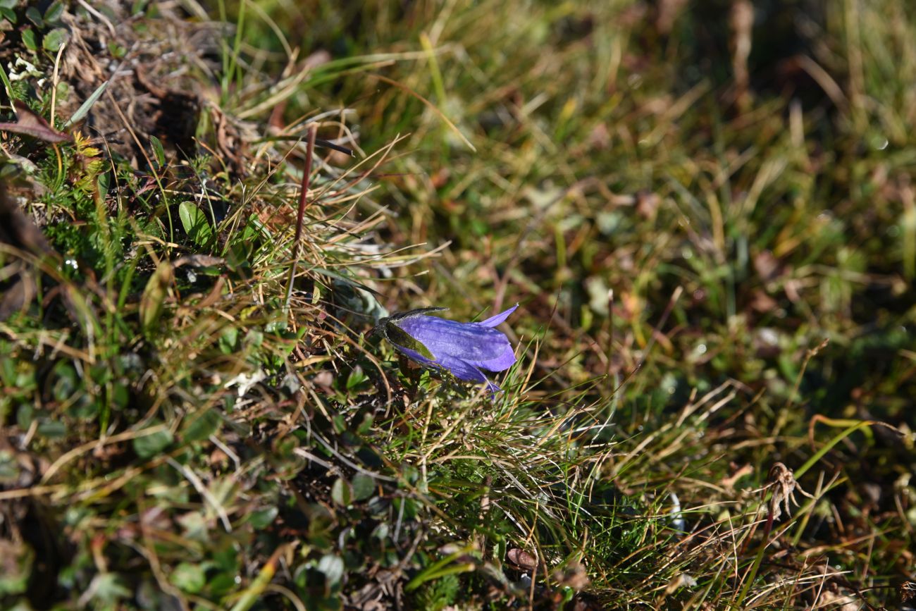 Изображение особи Campanula tridentata.