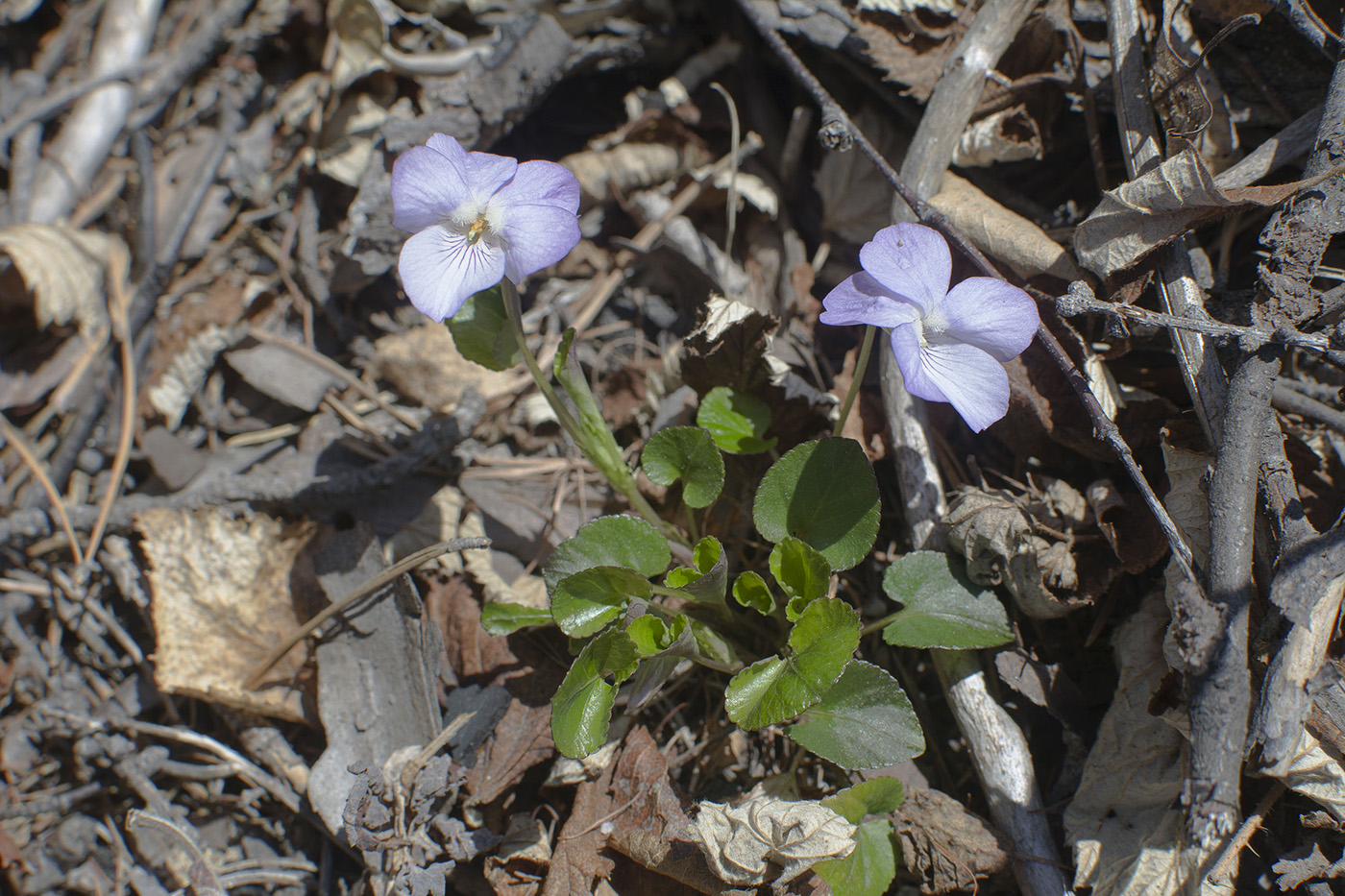 Изображение особи Viola sacchalinensis.