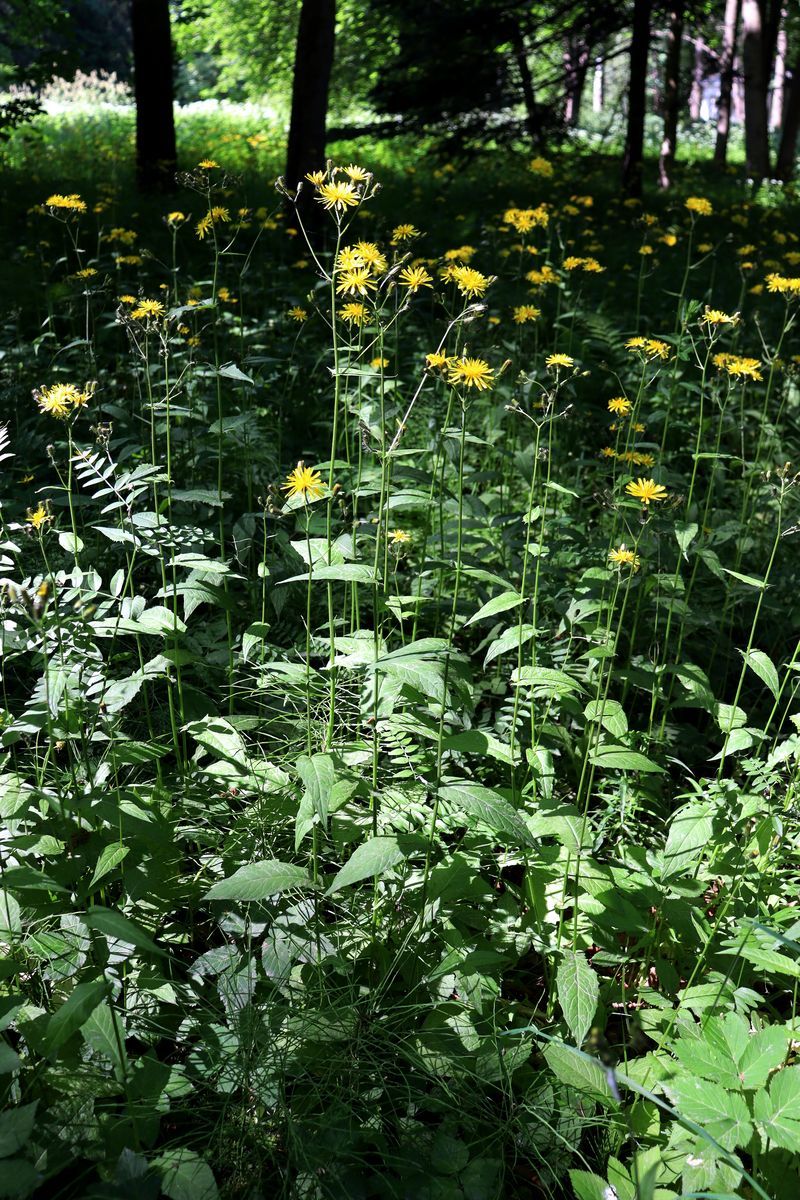 Изображение особи Crepis paludosa.