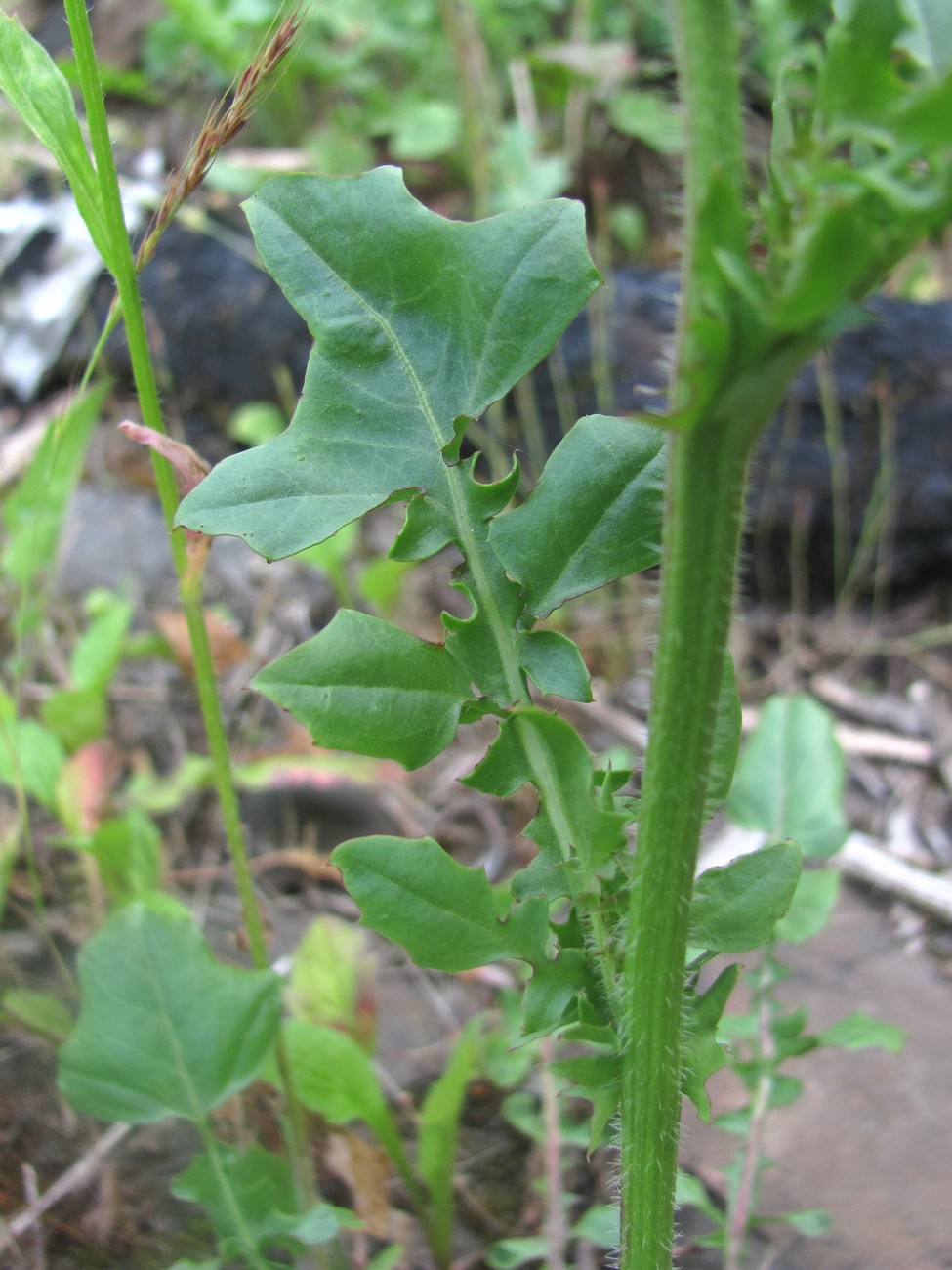 Изображение особи семейство Asteraceae.