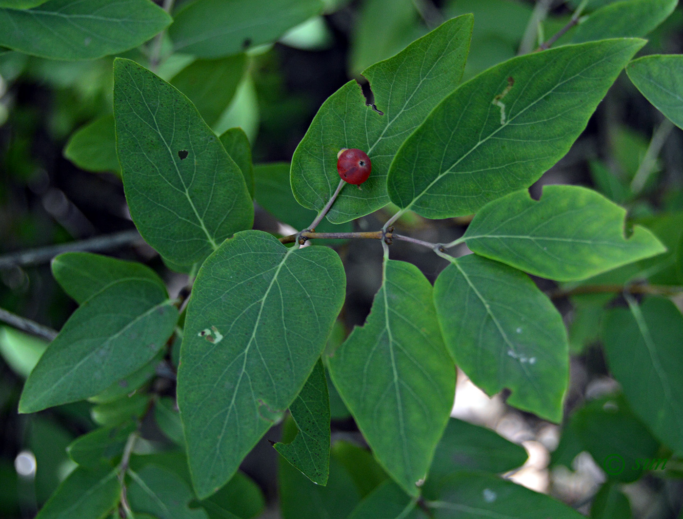 Изображение особи Lonicera tatarica.