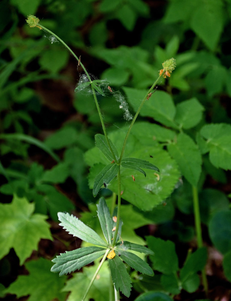 Image of Ranunculus cassubicus specimen.