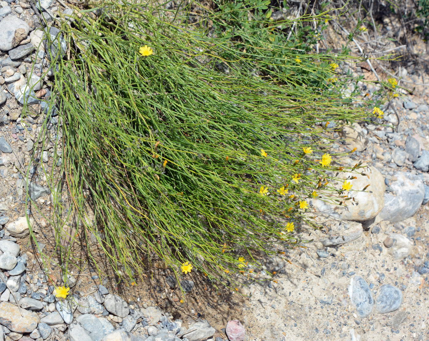 Image of genus Chondrilla specimen.