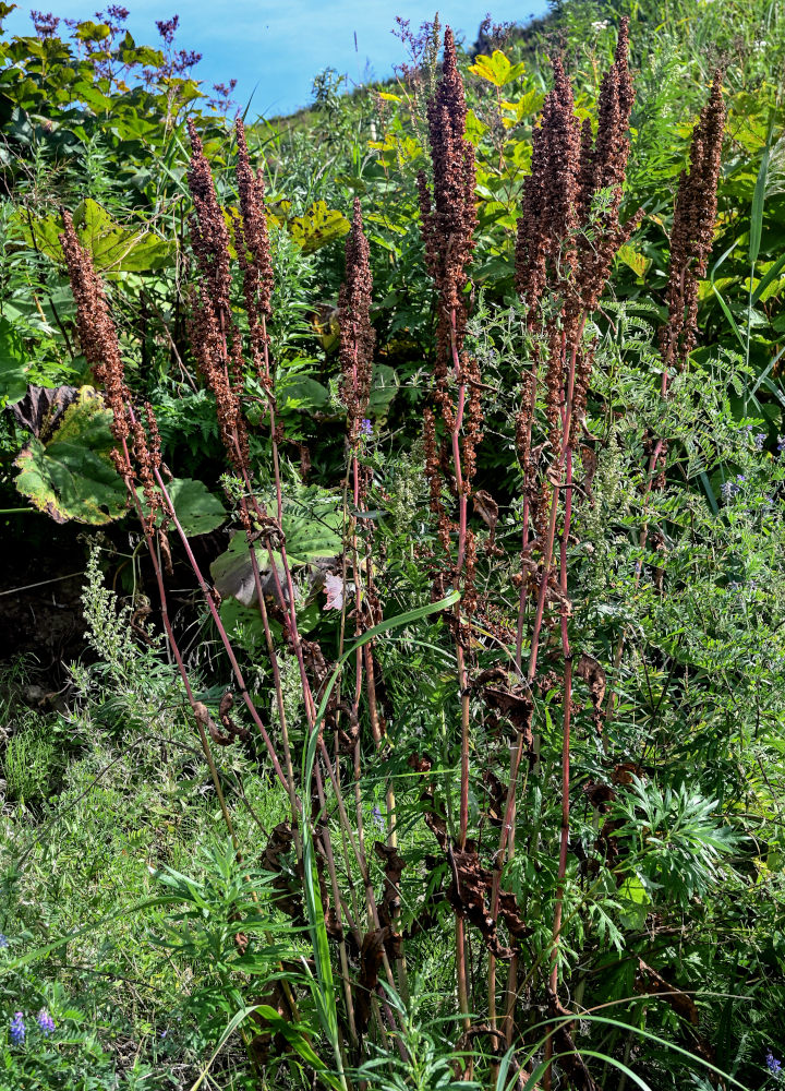 Image of Rumex aquaticus specimen.