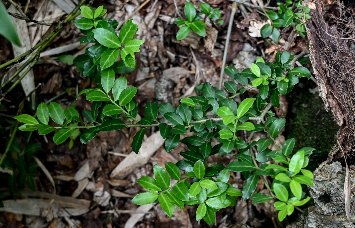 Изображение особи Ilex crenata.