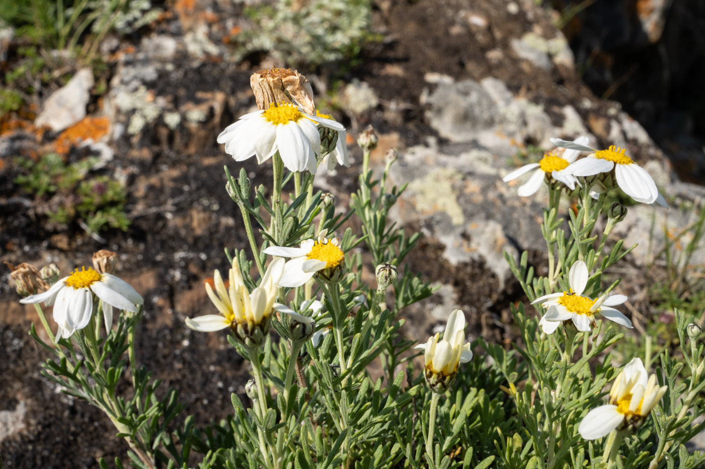 Image of Brachanthemum baranovii specimen.