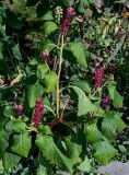 Phytolacca acinosa. Плодоносящее растение. Московская обл., г. Железнодорожный, в культуре. 26.08.2024.