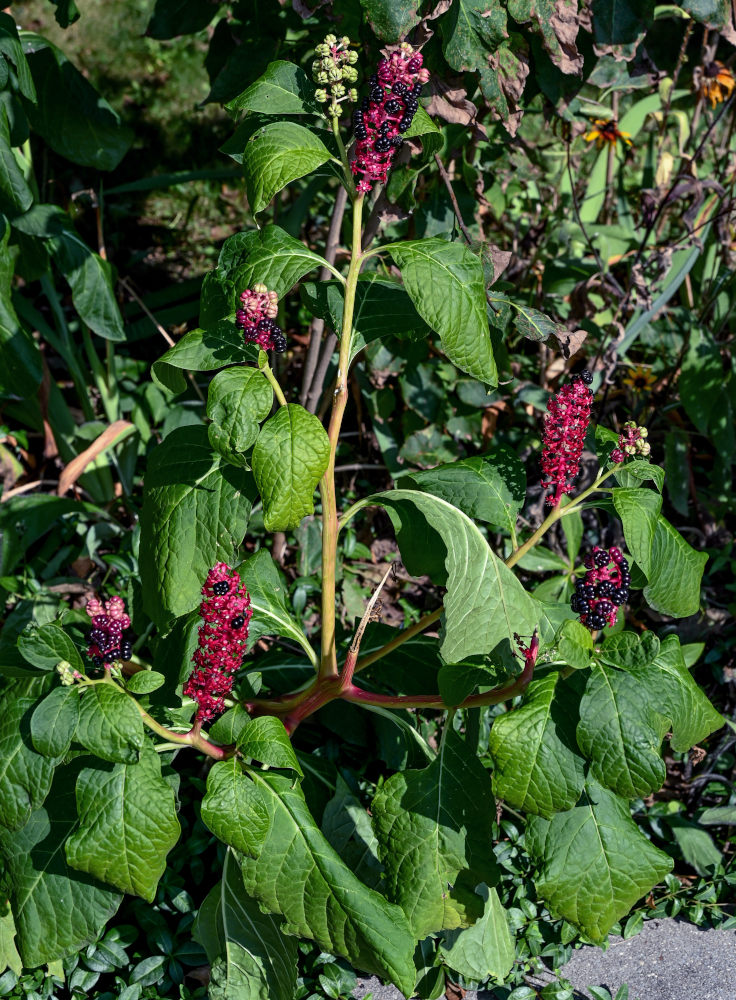 Image of Phytolacca acinosa specimen.