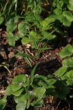 Polygonatum curvistylum