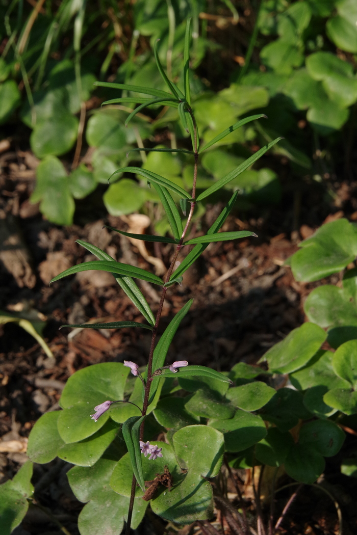 Изображение особи Polygonatum curvistylum.