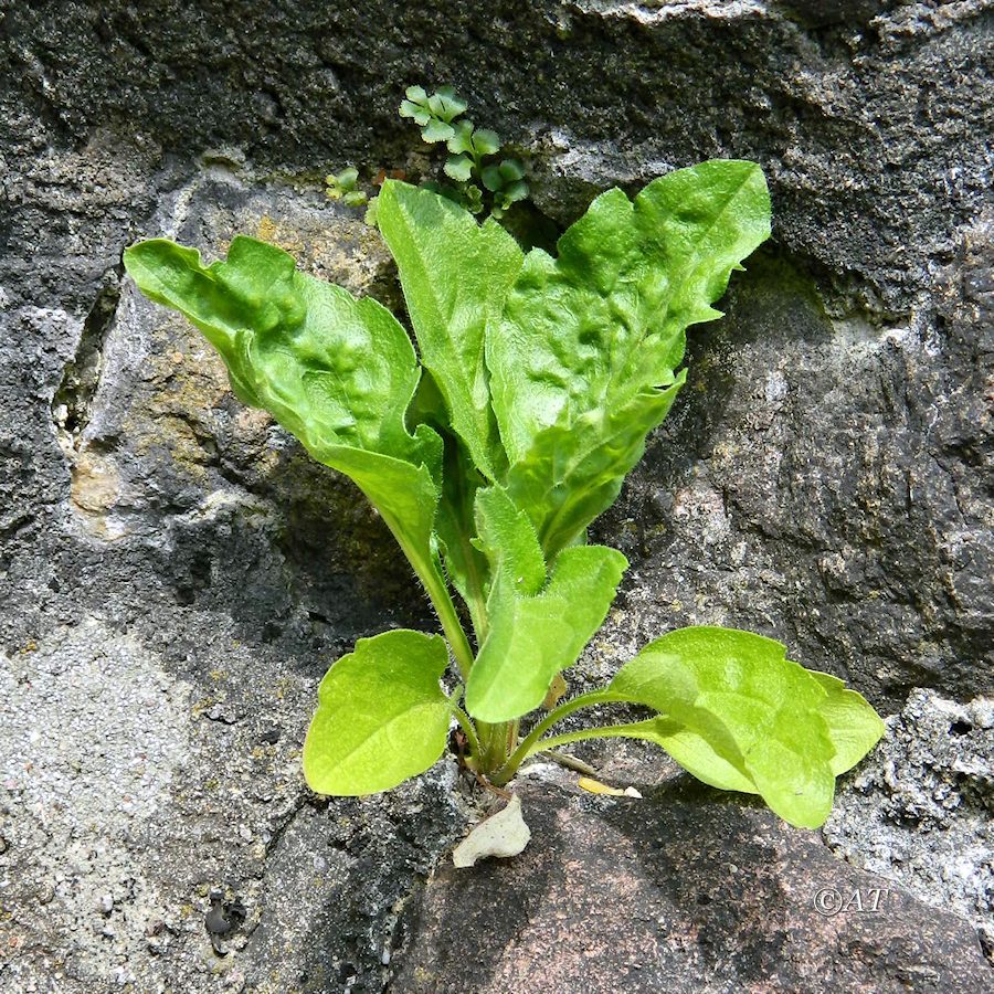 Image of familia Asteraceae specimen.