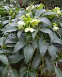 Helleborus argutifolius. Цветущее растение. Испания, Мадрид, Королевский ботанический сад. Январь.