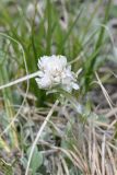 Antennaria caucasica. Верхушка цветущего растения. Кабардино-Балкария, Эльбрусский р-н, южный склон Эльбруса, отрог между р. Терскол и р. Гарабаши, выс. ок. 2920 м н.у.м., тропа работников обсерватории, последняя площадка перед взлётом на пик Терскол, альпийский луг. 10 июня 2018 г.