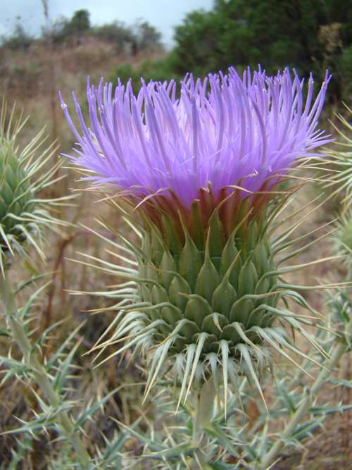 Image of Olgaea pectinata specimen.