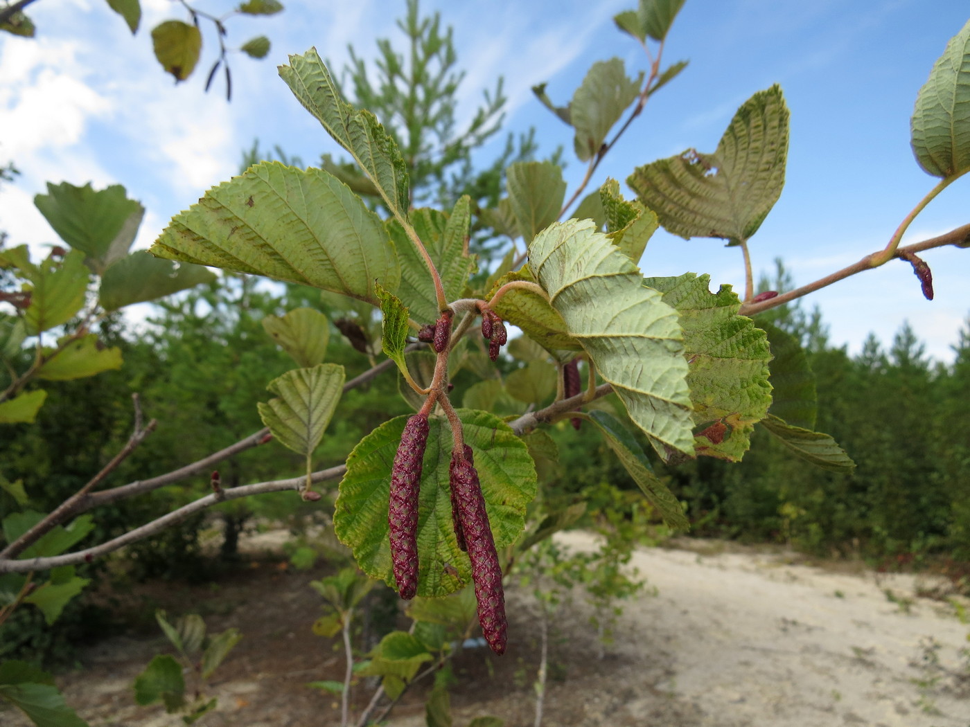 Image of Alnus hirsuta specimen.