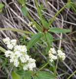 Galium valantioides. Часть побега. Чечня, Шаройский р-н, дол. р. Цесиахк, 400 м ниже водопада Цеси, нижняя часть склона. 29 июня 2024 г.