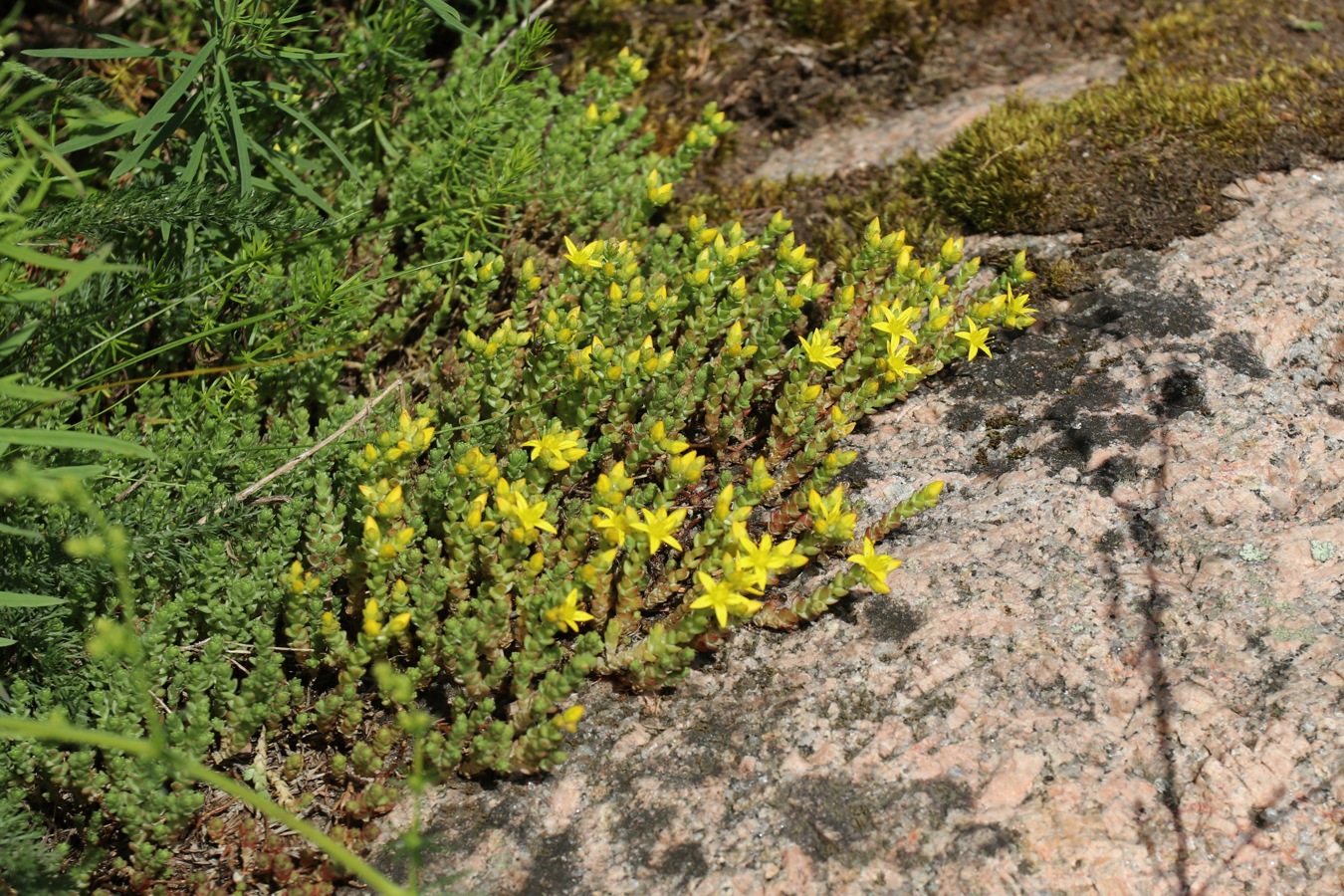 Изображение особи Sedum acre.