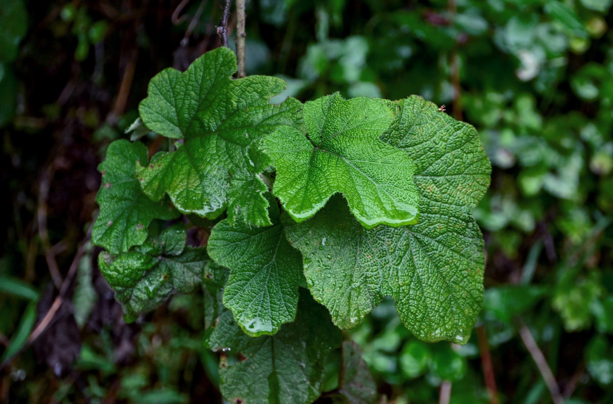 Image of genus Rubus specimen.