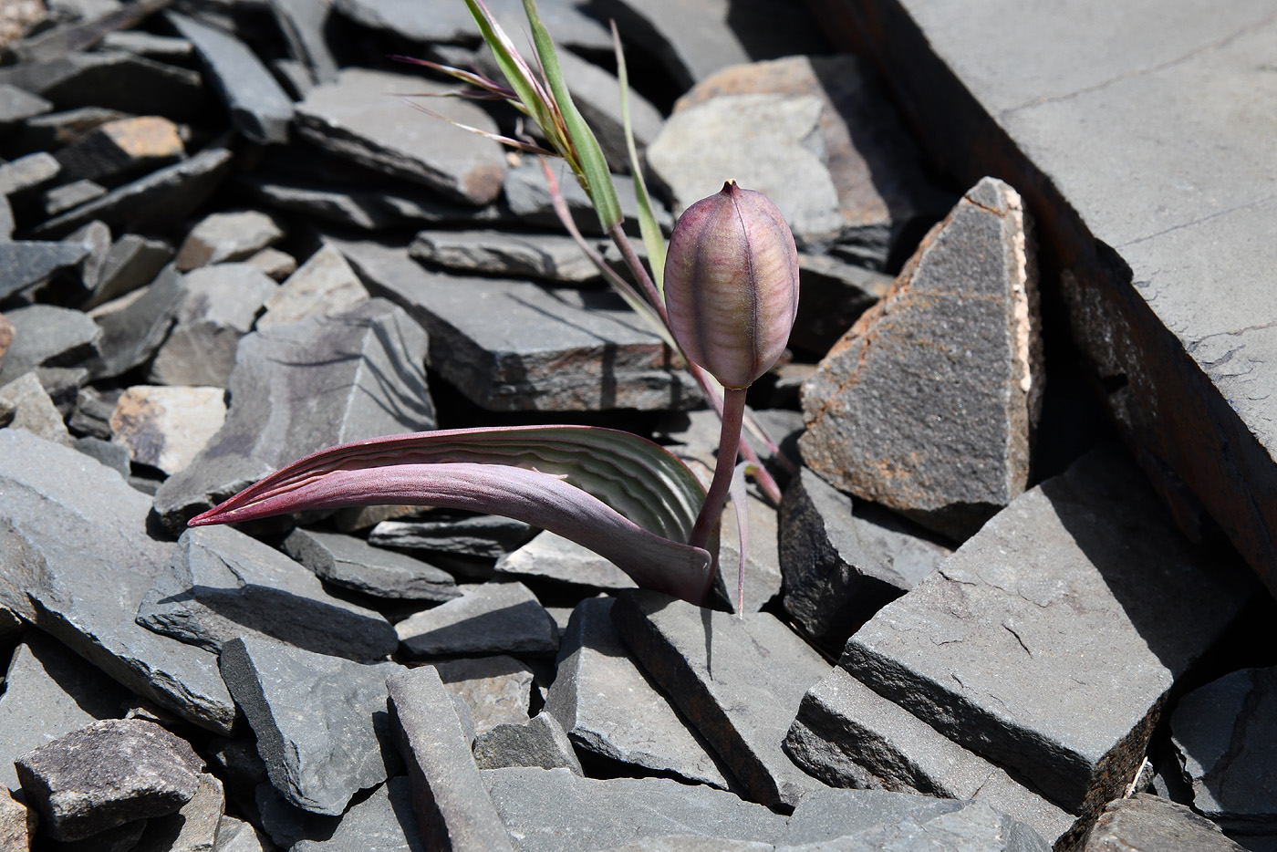 Image of Tulipa regelii specimen.