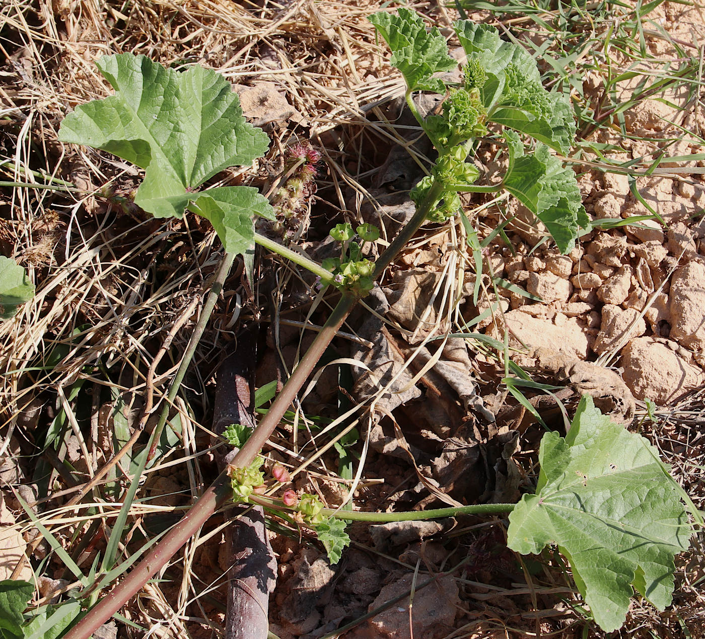 Image of Malva parviflora specimen.