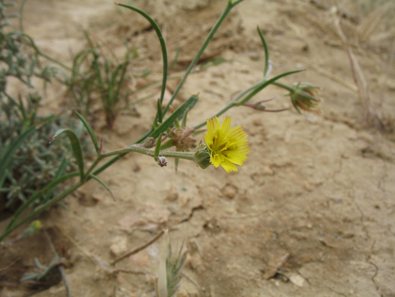 Image of Koelpinia linearis specimen.