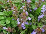 Glechoma hederacea