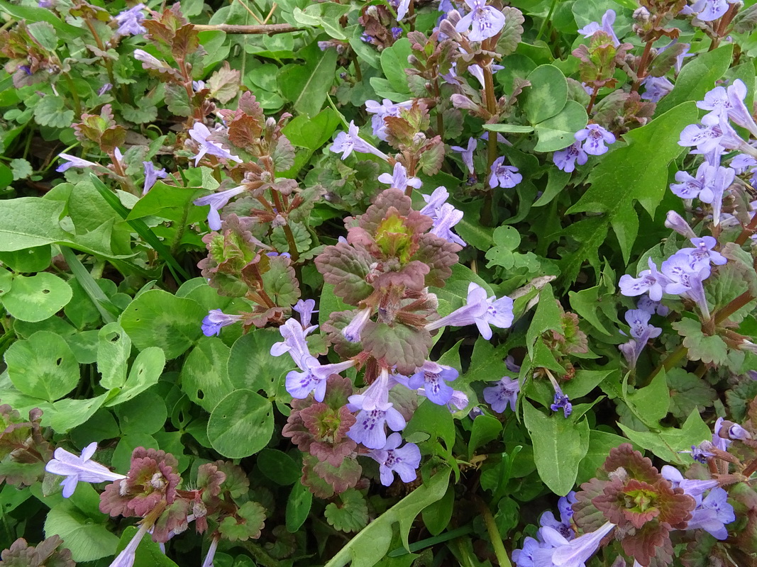 Изображение особи Glechoma hederacea.