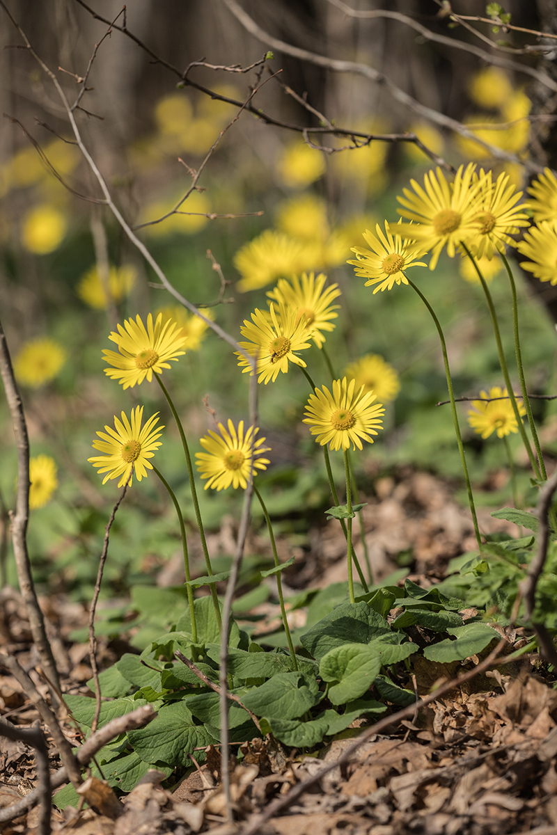 Image of Doronicum orientale specimen.