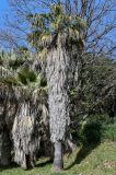 View full-size image Washingtonia filifera
