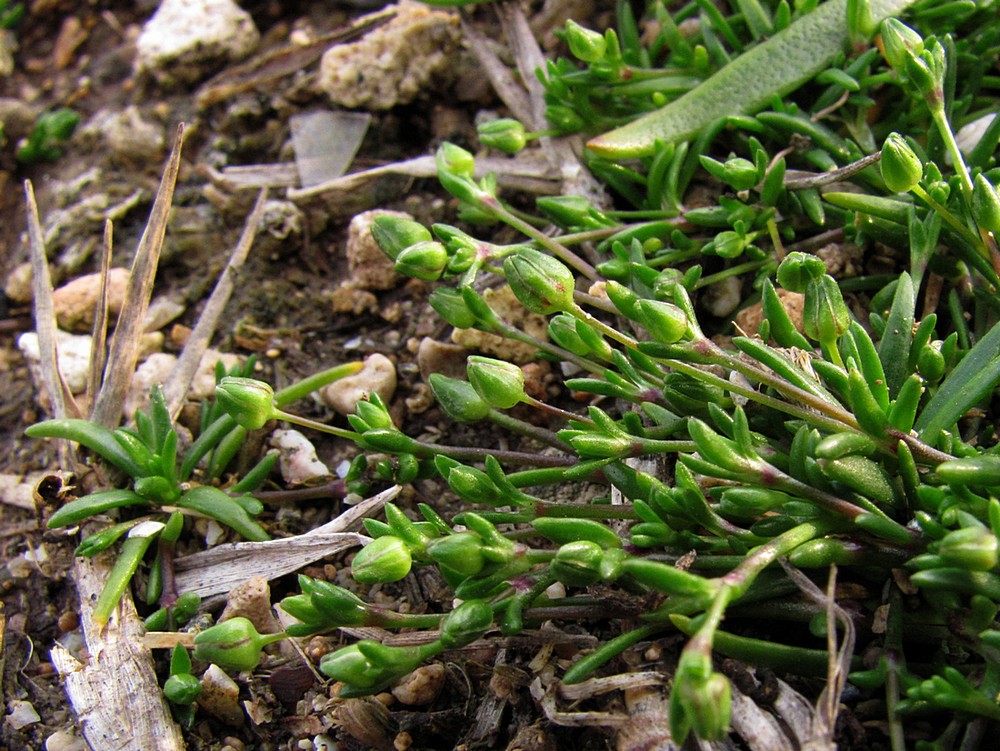 Image of Sagina maritima specimen.