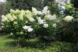 View full-size image Hydrangea paniculata