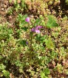 View full-size image Malva sylvestris