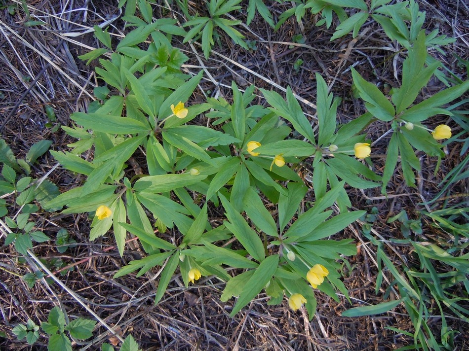 Image of Anemone ranunculoides specimen.