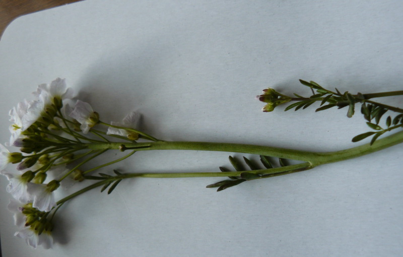 Image of Cardamine dentata specimen.