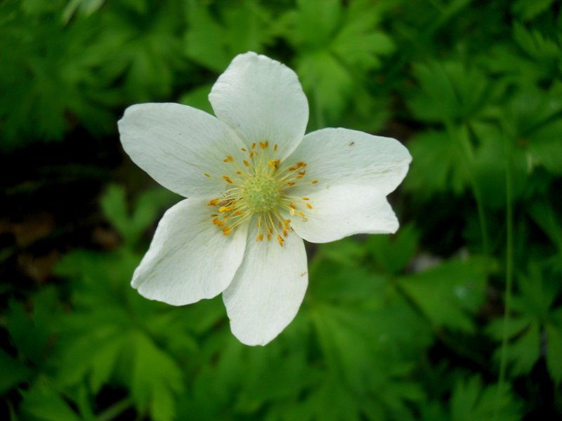 Изображение особи Anemone sylvestris.