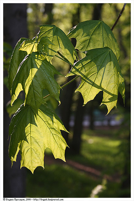 Image of Acer platanoides specimen.