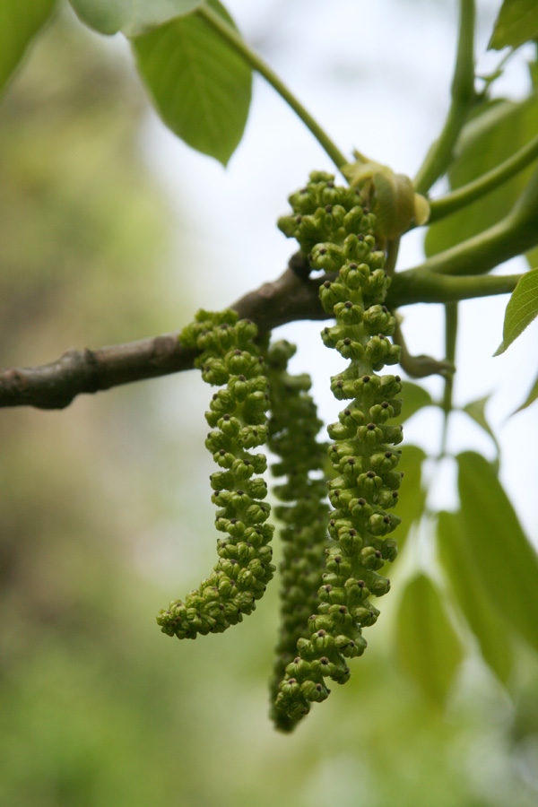 Image of Juglans regia specimen.