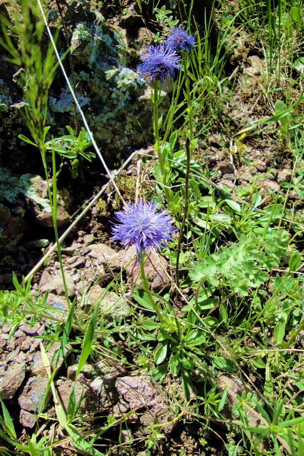 Изображение особи Globularia trichosantha.