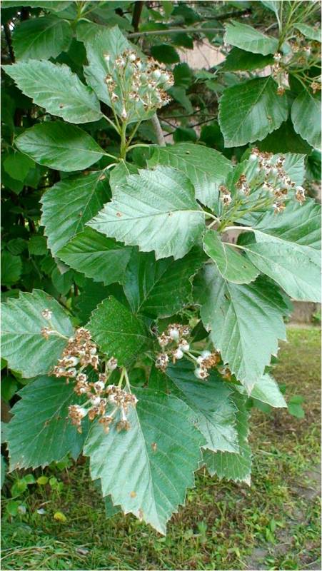 Image of Sorbus hajastana specimen.