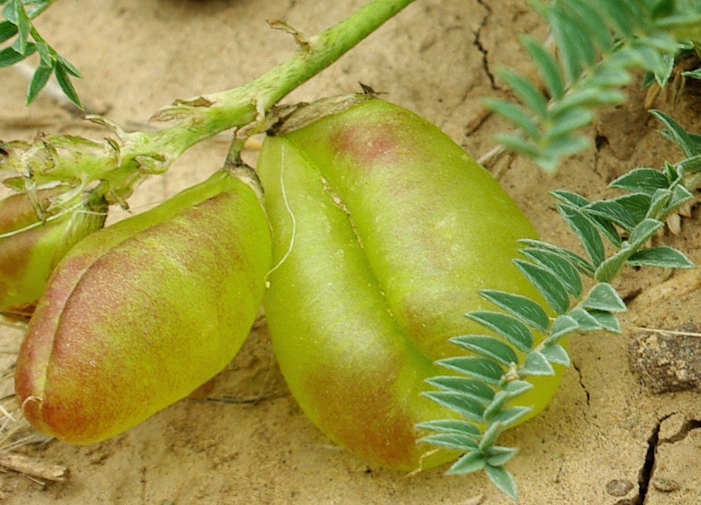 Image of Astragalus masenderanus specimen.