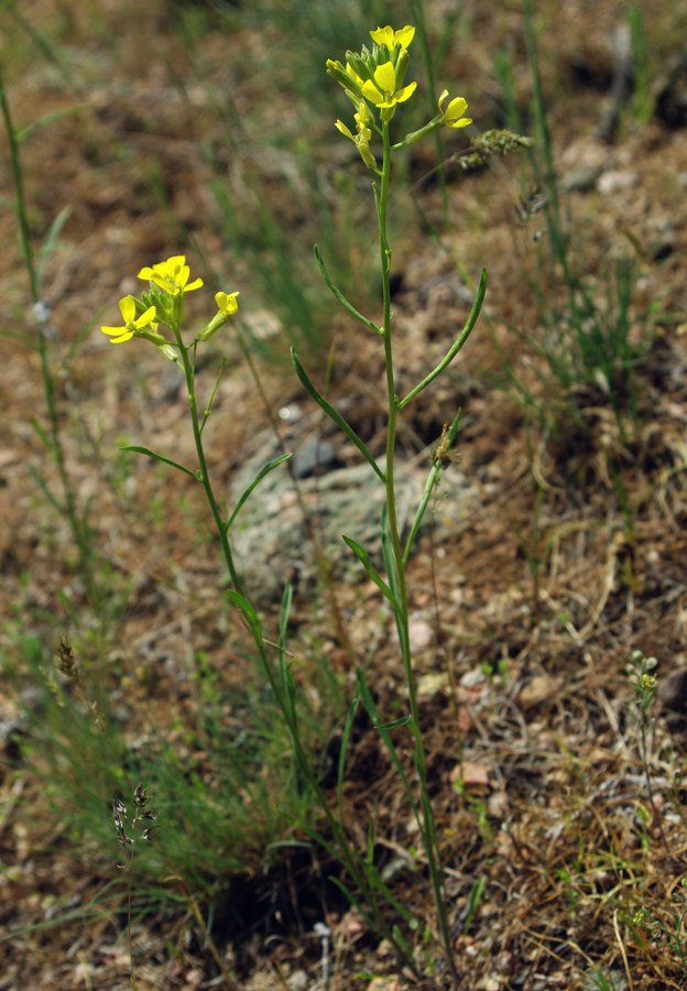 Image of Erysimum canescens specimen.