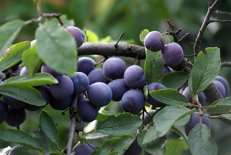 Image of Prunus spinosa specimen.