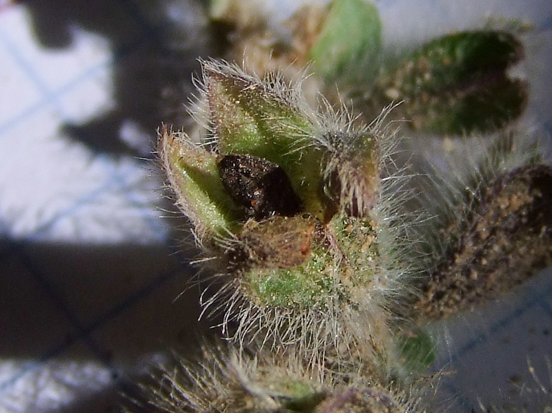 Image of Salvia lanigera specimen.