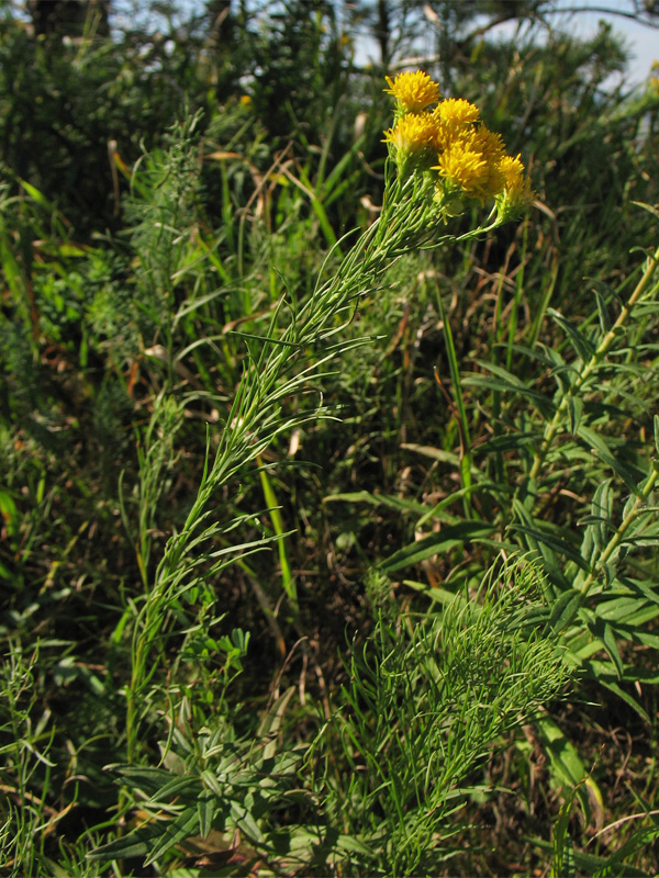 Image of Galatella linosyris specimen.