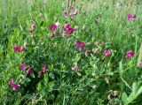 Lathyrus tuberosus