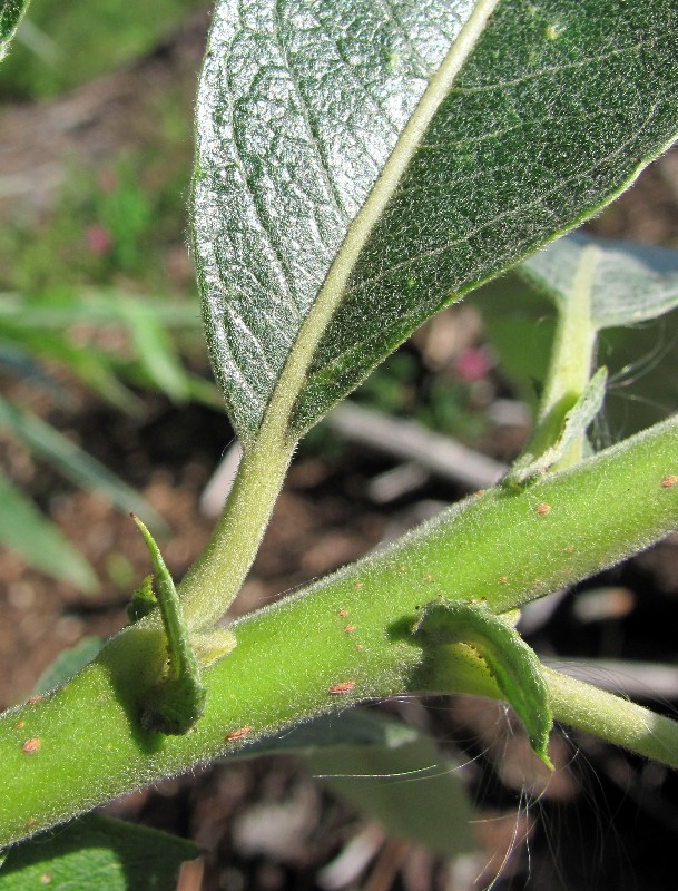 Image of Salix gmelinii specimen.