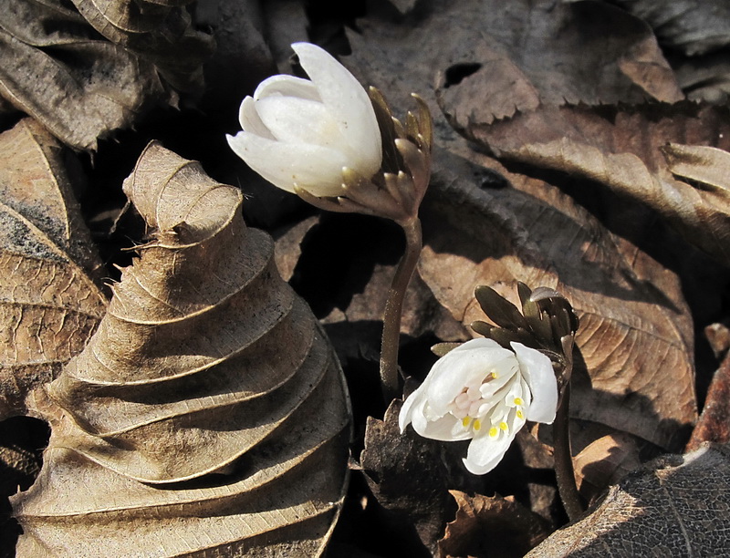 Image of Eranthis stellata specimen.