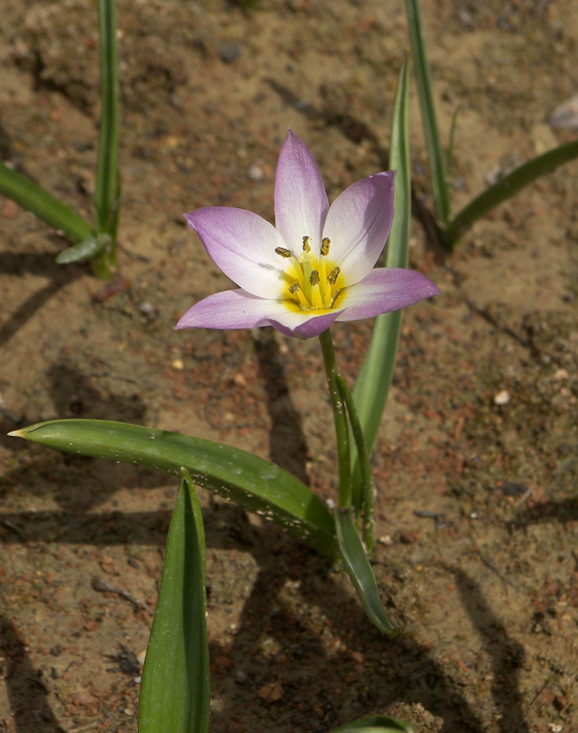 Изображение особи Tulipa lipskyi.