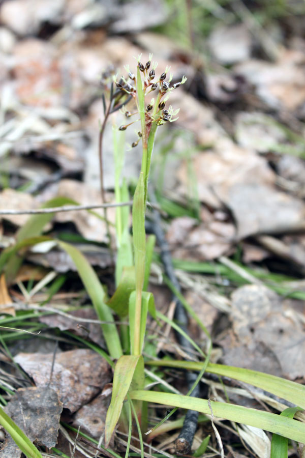 Image of Luzula pilosa specimen.